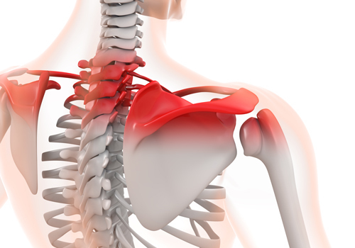 五十肩 肩関節周囲炎 中央林間の整体院 腰痛 肩こりでお悩みならまごころ施術院